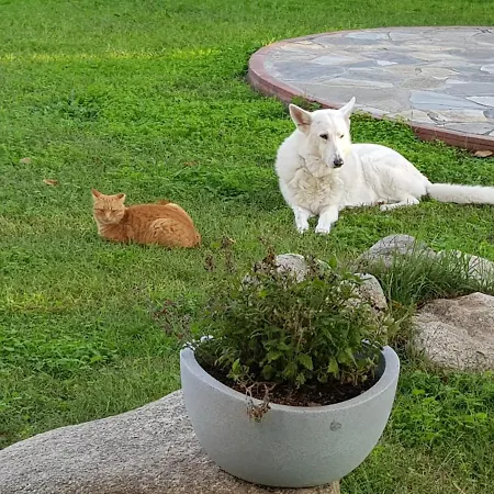 Nikolaidis House Sykia Chalkidikis